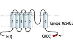 Representative domain view of the target of ABIN7885582.