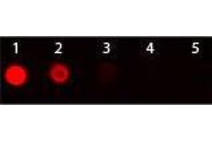 Dot Blot of Goat anti-Armenian Hamster IgG Antibody Texas Red Conjugated. (山羊 anti-Armenian Hamster IgG (Heavy & Light Chain) Antibody (Texas Red (TR)))