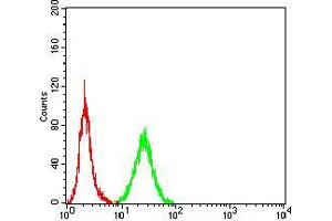 Flow cytometric analysis of HeLa cells using NOS1 mouse mAb (green) and negative control (red). (NOS1 抗体  (AA 17-153))