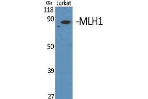Western Blot (WB) analysis of specific cells using MLH1 Polyclonal Antibody. (MLH1 抗体  (Internal Region))