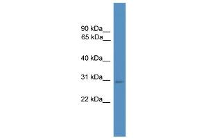 WB Suggested Anti-Hes1 Antibody Titration:  0. (HES1 抗体  (C-Term))