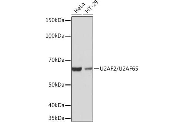 U2AF2 抗体