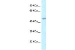 Image no. 1 for anti-Embryonic Ectoderm Development (EED) (C-Term) antibody (ABIN6747757) (EED 抗体  (C-Term))