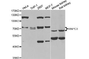 Western blot analysis of extracts of various cell lines, using RNPC3 antibody (ABIN5973747) at 1/1000 dilution. (RNP 抗体)