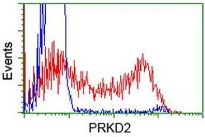 HEK293T cells transfected with either RC215335 overexpress plasmid (Red) or empty vector control plasmid (Blue) were immunostained by anti-PRKD2 antibody (ABIN2453515), and then analyzed by flow cytometry. (PKD2 抗体)