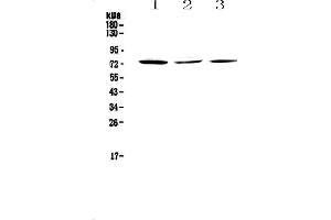 Western blot analysis of TORC2 using anti-TORC2 antibody . (CRTC2 抗体)