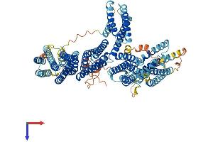 CTNNA3 Protein (AA 1-895) (His tag)