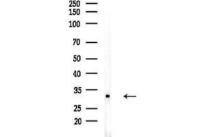 Western blot analysis of lysates from RAW264.