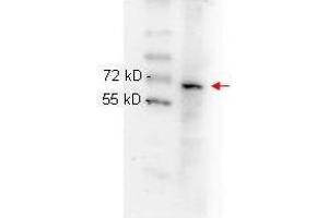 anti NFKB p65 (Rel A) monoclonal antibody  was used to detect ~65 kD band (red arrow) in HeLa whole cell lysate. (NF-kB p65 抗体  (C-Term))