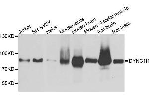 Western blot analysis of extract of various cells, using DYNC1I1 antibody. (DYNC1I1 抗体)