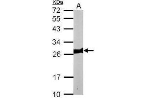 WB Image Sample (50 ug of whole cell lysate) A: mouse heart 12% SDS PAGE antibody diluted at 1:10000 (MYL3/CMLC1 抗体)