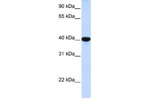 Western Blotting (WB) image for anti-Glucose 6-Phosphatase, Catalytic (G6PC) antibody (ABIN2458824) (G6PC 抗体)