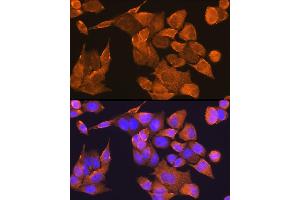 Immunofluorescence (IF) image for anti-Prefoldin Subunit 5 (PFDN5) (AA 1-154) antibody (ABIN1681328)