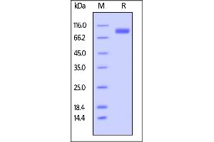 Biotinylated Human SIRP alpha, Fc,Avitag on  under reducing (R) condition.