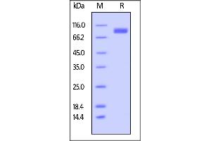 Biotinylated Human SIRP alpha, Fc,Avitag on  under reducing (R) condition. (SIRPA Protein (AA 31-370) (Fc Tag,AVI tag,Biotin))