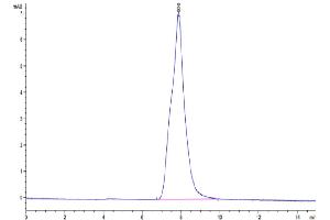 The purity of Rabbit Syndecan-1 is greater than 95 % as determined by SEC-HPLC. (Syndecan 1 Protein (SDC1) (AA 23-254) (His tag))