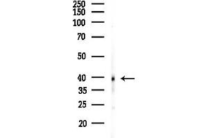 Western blot analysis of lysates from RAW264.