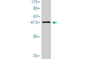 Western Blot detection against Immunogen (45. (UBE2H 抗体  (AA 1-183))