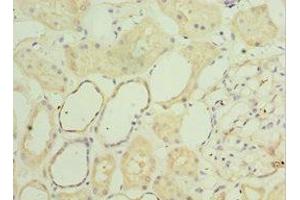 Immunohistochemistry of paraffin-embedded human kidney tissue using ABIN7160782 at dilution of 1:100 (SGSH 抗体  (AA 273-502))
