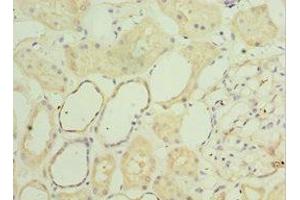 Immunohistochemistry of paraffin-embedded human kidney tissue using ABIN7160782 at dilution of 1:100 (SGSH 抗体  (AA 273-502))