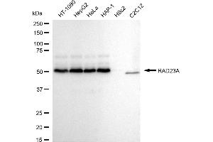 Western blotting analysis using RAD23A antibody (ABIN7800116).
