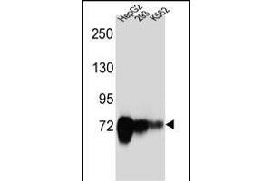CDH22 Antibody (Center) (ABIN657168 and ABIN2846301) western blot analysis in HepG2,293,K562 cell line lysates (35 μg/lane). (CDH22 抗体  (AA 411-440))