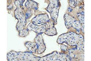 IHC analysis of Thrombomodulin/THBD using anti-Thrombomodulin/THBD antibody (ABIN7601141).