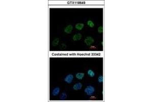 Image no. 2 for anti-Glutamate-Rich WD Repeat Containing 1 (GRWD1) (AA 1-273) antibody (ABIN1498535) (GRWD1 抗体  (AA 1-273))