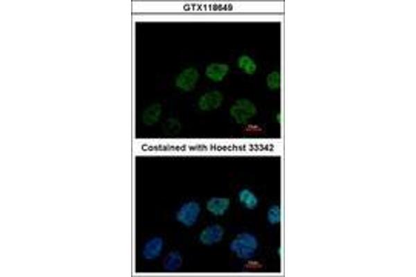 GRWD1 Antikörper  (AA 1-273)