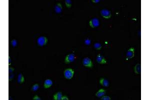 Immunofluorescent analysis of A549 cells using ABIN7169063 at dilution of 1:100 and Alexa Fluor 488-congugated AffiniPure Goat Anti-Rabbit IgG(H+L) (MAK 抗体  (AA 200-440))