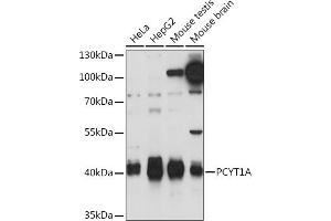 Western blot analysis of extracts of various cell lines, using PCYT1A Rabbit pAb (ABIN7269276) at 1:1000 dilution. (PCYT1A 抗体  (AA 1-100))
