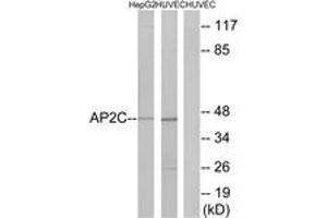 Western Blotting (WB) image for anti-Transcription Factor AP-2 gamma (Activating Enhancer Binding Protein 2 Gamma) (TFAP2C) (AA 401-450) antibody (ABIN2889702) (TFAP2C 抗体  (AA 401-450))