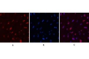Immunofluorescence analysis of rat heart tissue. (Histone H2B 抗体)