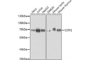 Western blot analysis of extracts of various cell lines using CSTF2 Polyclonal Antibody at dilution of 1:3000. (CSTF2 抗体)