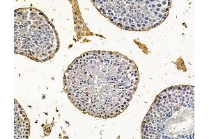 OVOS2 Antibody at 1/100 staining mouse testis tissue by IHC-P. (OVOS2 抗体)