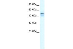 Western Blotting (WB) image for anti-One Cut Homeobox 2 (ONECUT2) antibody (ABIN2461202) (ONECUT2 抗体)