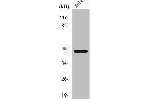 Western Blot analysis of A549 cells using FoxB2 Polyclonal Antibody (FOXB2 抗体  (Internal Region))
