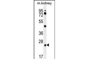 PGPEP1 Antibody (N-term) (ABIN655631 and ABIN2845110) western blot analysis in mouse kidney tissue lysates (35 μg/lane). (PGPEP1 抗体  (N-Term))
