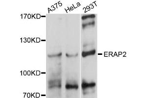 Western blot analysis of extracts of various cells, using ERAP2 antibody. (ERAP2 抗体)