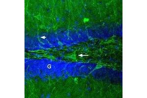 Expression of GABRA1 in rat brain - Immunohistochemical staining of rat dentate gyrus using Anti-GABA(A) α1 Receptor (extracellular)-ATTO Fluor-488 Antibody (ABIN7043184) (green). (GABRA1 抗体  (Extracellular, N-Term) (Atto 488))