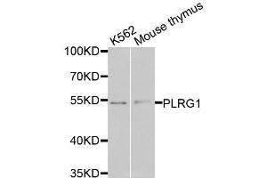 Western blot analysis of extracts of various cell lines, using PLRG1 antibody (ABIN6003654) at 1/1000 dilution. (PLRG1 抗体)