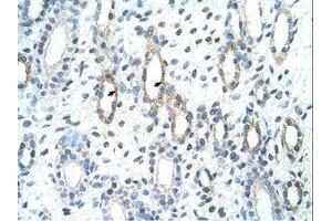 Image no. 1 for anti-BCL2-Associated Athanogene 2 (BAG2) (C-Term) antibody (ABIN203503) (BAG2 抗体  (C-Term))