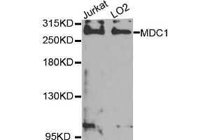 Western blot analysis of extracts of various cell lines, using MDC1 antibody (ABIN5974564) at 1/1000 dilution. (MDC1 抗体)
