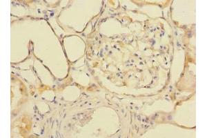 Immunohistochemistry of paraffin-embedded human kidney tissue using ABIN7154172 at dilution of 1:100 (GDPD2 抗体  (AA 210-490))