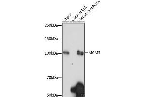 Immunoprecipitation (IP) image for anti-Minichromosome Maintenance Complex Component 3 (MCM3) antibody (ABIN7268540)