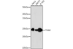 Western blot analysis of extracts of various cell lines, using TFAM Rabbit mAb (ABIN3023684, ABIN3023685, ABIN3023686, ABIN1680049 and ABIN1680050) at 1:1000 dilution. (TFAM 抗体)