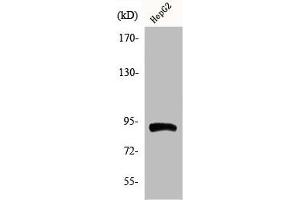 Western Blot analysis of HepG2 cells using Phospho-HSP90β (S254) Polyclonal Antibody (HSP9AB1 (pSer254) 抗体)