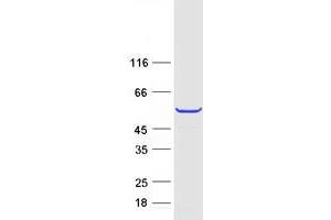 Western Blotting (WB) image for Tektin 2 (Testicular) (TEKT2) protein (Myc-DYKDDDDK Tag) (ABIN2733405)
