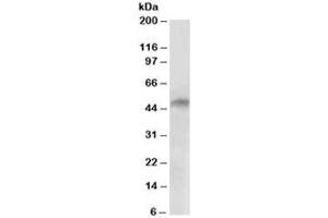 Western blot testing of human cerebellum lysate with E2F4 antibody at 2ug/ml. (E2F4 抗体)