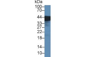 Western Blot; Sample: Rat Bladder lysate; Primary Ab: 1µg/ml Rabbit Anti-Rat UPK3A Antibody Second Ab: 0. (Uroplakin 3A 抗体  (AA 15-212))